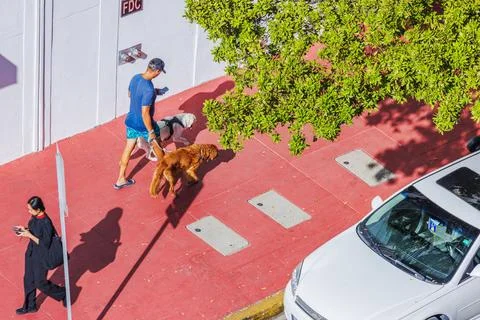 Top view of man walking two dogs and woman using smartphone Stock Photos