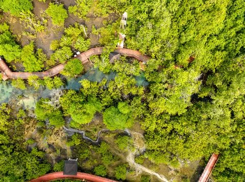 Top view Mangrove forest and river landscape at Thapom Klong Song Nam, Krab.. Stock Photos