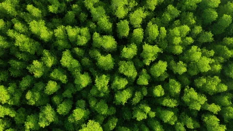 Top view of mangrove forest Stock Footage 141569423
