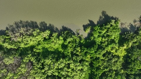 Top view of mangrove trees along a riverbank taken by a drone Stock Footage 313164933