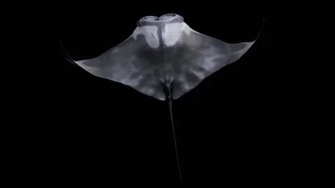 Top view of a Manta Birostris migrating alone in the ocean, with Alpha Stock Footage 148065396