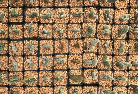 Top view of many cactus tree in the pot Stock Photos