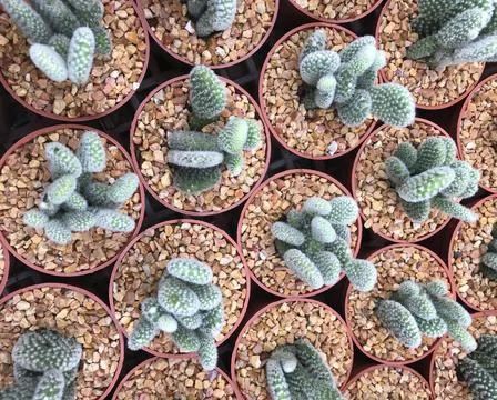 Top view of many cactus tree in the pot Stock Photos