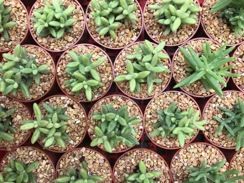 Top view of many cactus tree in the pot Stock Photos