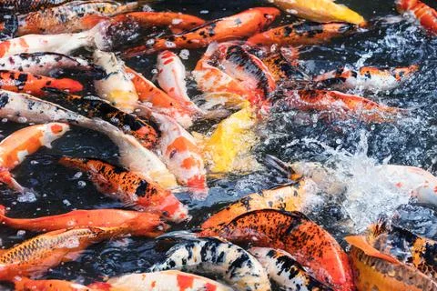 Top view of many carp Stock Photos