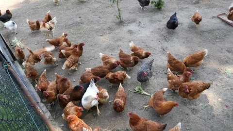 Top view of many chickens the hen house chasing a food on a farm in the village Stock Footage 92636795