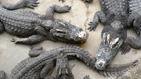 Top view of Many Crocodiles Lies on the ... | Stock Video | Pond5