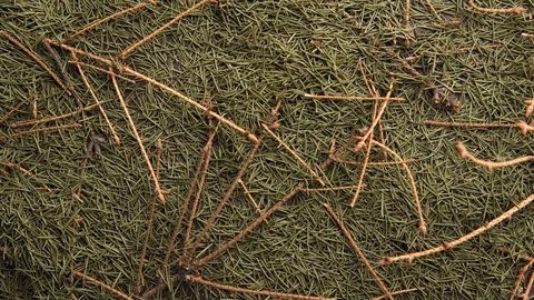 Top view of many dry branches and fallen needles of a Christmas tree. Abstract 库存影片 120867256