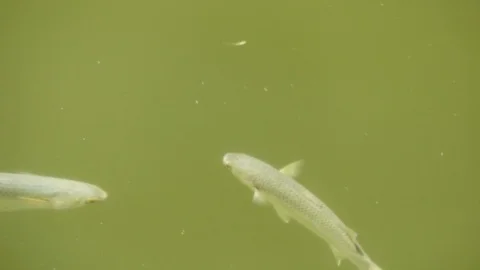 Top view with many fish on the beautiful water surface. The background of the Stock-Footage 114626108