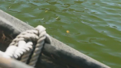 Top view with many fish on the beautiful water surface. The background of the Stock-Footage 114626127