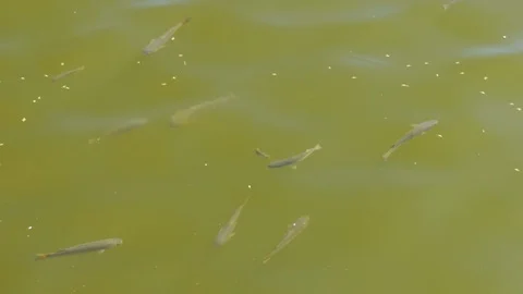 Top view with many fish on the beautiful water surface. The background of the 스톡 동영상 114626134