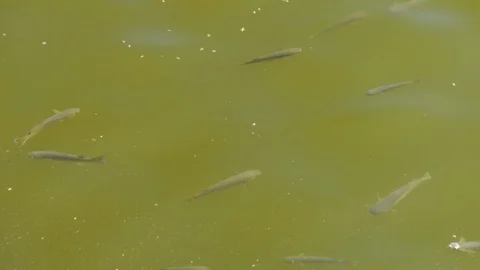 Top view with many fish on the beautiful water surface. The background of the Stock Footage 114626169