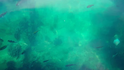 Top view with many fish on the beautiful water surface Stock Footage 235421069
