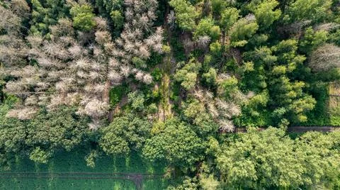 Top view of many green tops of trees, coniferous and deciduous trees. Stock Photos