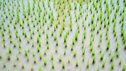 Top view of many rice plants on the farm fields in the countryside. Stock-Footage 142914332