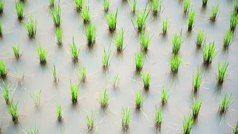 Top view of many rice plants on the farm fields in the countryside. Stock-Footage 142915048