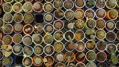 Top view many small cactuses in pots - plants in flower shop Stock Footage 103984011
