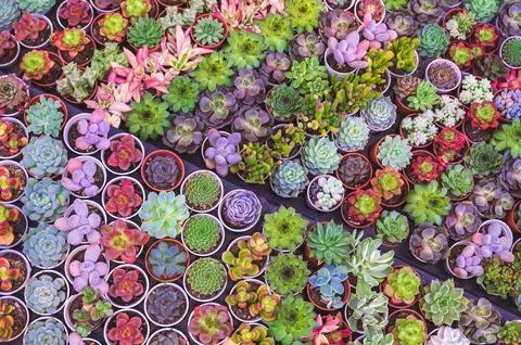 Top view of many various small colorful Kalanchoe succulent plant on shelf .. Stock Photos