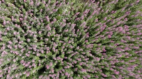 Top view of many wildflowers. The wind flutters the plants and grass Video stock 157007252