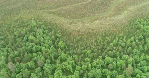 Top view of marsh with green trees in summer Stock Footage 147862332