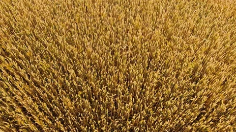 Top view of mature wheat crop creating dense golden agricultural surface texture 動画素材 342806437