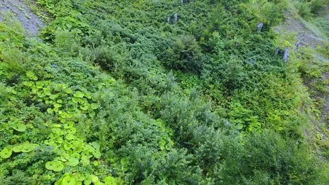 Top view of meadow with burdocks and green grass. Green grass valley background. Stock Footage 287725954