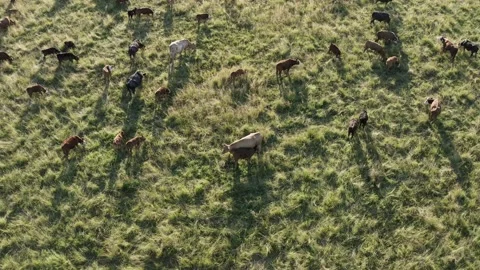 Top view of meadow at sunset with herd of cows Stock Footage 231310873