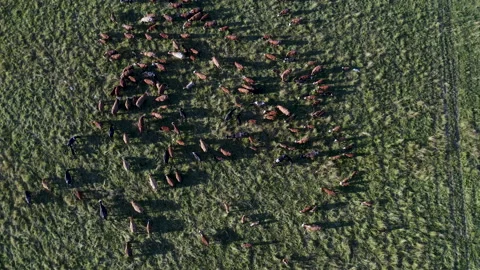 Top view of meadow at sunset with herd of cows Stock Footage 231398365