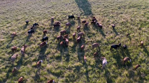 Top view of meadow at sunset with herd of cows Stock Footage 245382391