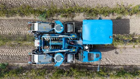 Top view of a mechanical grape harvester operating in a vineyard row, preci.. Stock Photos