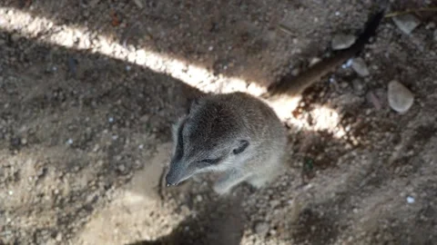 Top view Meerkat standing on a dry dusty field Stock Footage 248059631