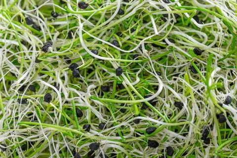 Top view micro greens sprouts of onion background Stock Photos