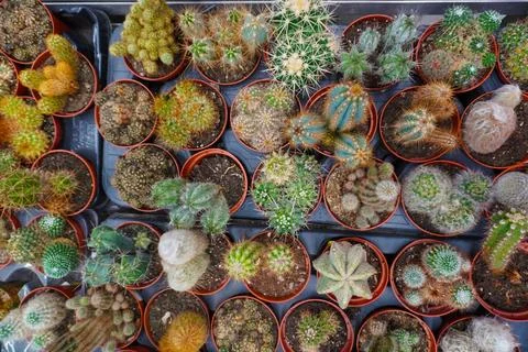 Top view of Mini cacti in pots on a black tray, top view, close-up, garden Stock Photos
