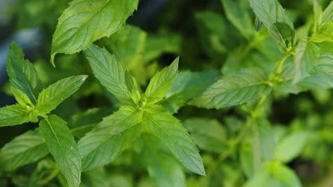 Top view of mint plant leaves in the garden Stock Footage 201110252