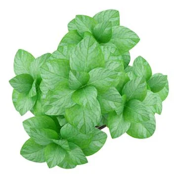 Top view of mint plant in pot isolated on white background Stock Illustration