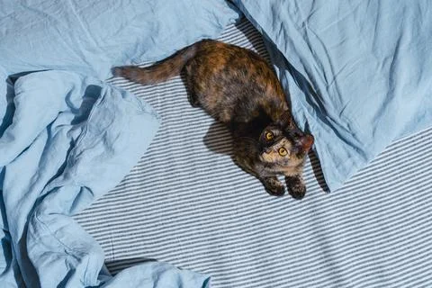 Top view of mixed breed kitten on blue linen sheets Stock Photos