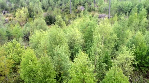 Top view of a mixed forest Stock Footage 51848903