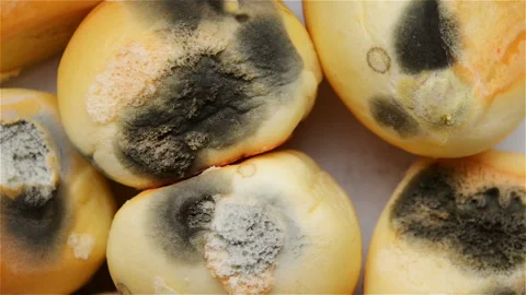 Top view moldy buns rotating Stock Footage 101450934