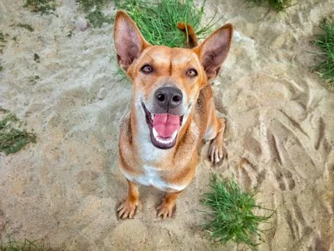 Top view of mongrel dog is smiling and looking at camera while sitting on t.. Stock Photos