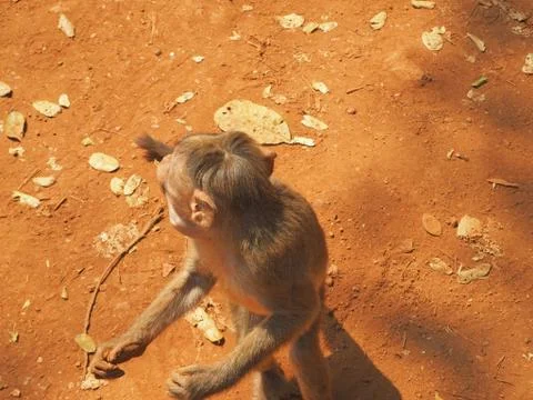 Top view of a monkey standing on its hind legs. Stock Photos