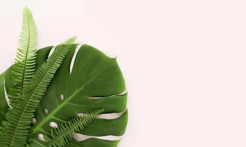 Top view of monstera leaf and ferns with copy space. High quality and resolution Stock Photos