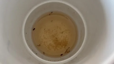 Top View Of Mosquito Larvae Floating In Dirty Stagnant Water 库存影片 335803412