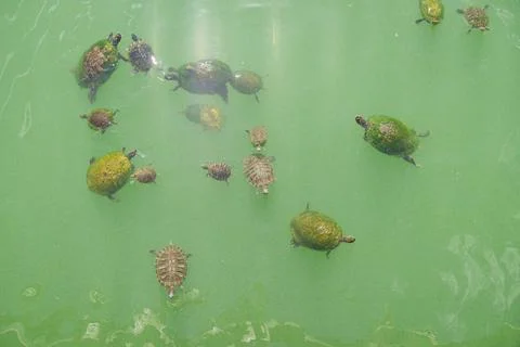 Top view of moss covered turtle shells in a brackish water of a lake in Des.. Foto stock