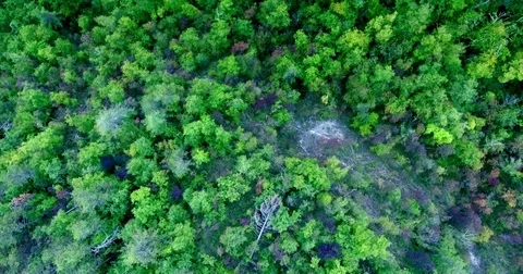 Top view in motion over a dense green forest, fog descended on a Stock Footage 73397237