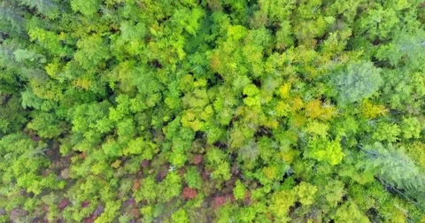 Top view in motion over a dense green forest, fog descended on a forest aerial Stock Footage 73605990