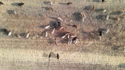 Top view in motion of vast fields and pastures with grazing herd of cows and Stock Footage 137385281