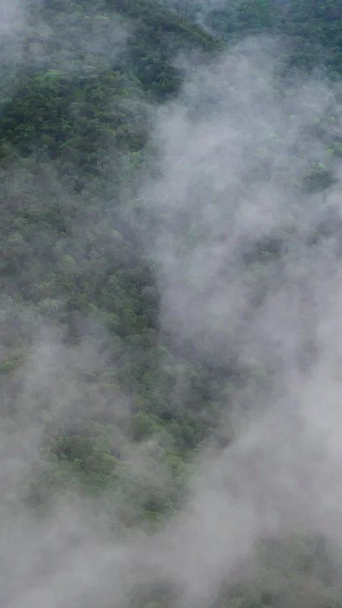 Top view of Mountain slopes covered with rainforest and jungle Stock Footage 252185651