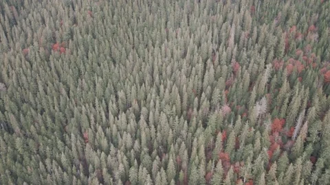 Top view of the mountains covered with coniferous forest. Autumn Carpathian Stock Footage 147274858