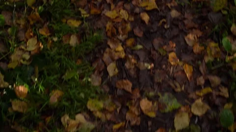 Top view moving along path covered with autumn leaves Stock Footage 320896654