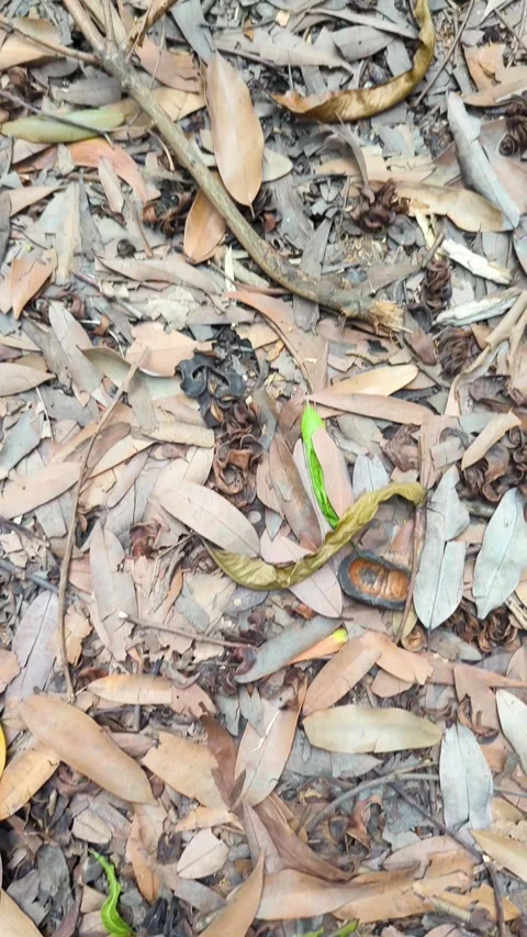 Top view moving shot of dry autumn leaves, twigs, and fallen seeds covering.. Video stock 336919991